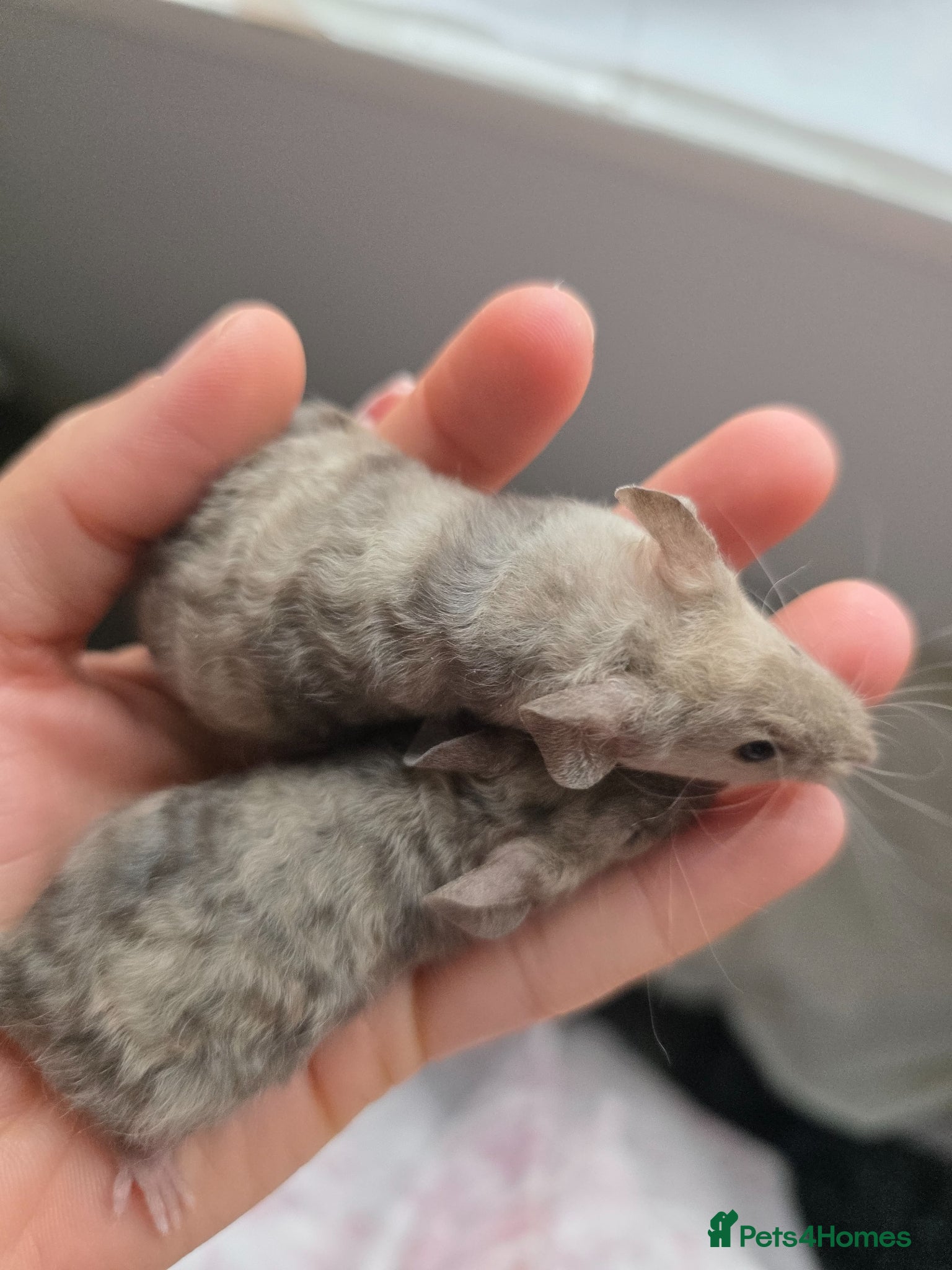 Mouse rodents 8 girls and 1 boy - Advert 1