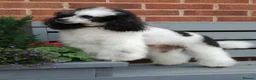 Mixed Breed dogs for sale: English Toy Terrier X Parti Colour Toy Poodle. in Wirral - Advert 5