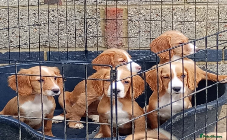 Cocker Spaniel dogs - Advert 10