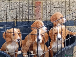 Cocker Spaniel dogs ⭐Adorable cocker spaniels ⭐ - Advert 6