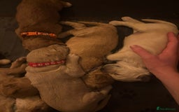 Goldendoodle dogs for sale: Beautiful F1B Goldendoodle Puppies – Ready Soon - Image 17