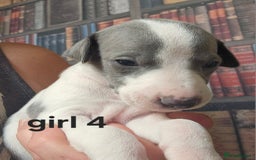 Whippet dogs for sale: Adorable KC reg Whippet Puppies - Image 5