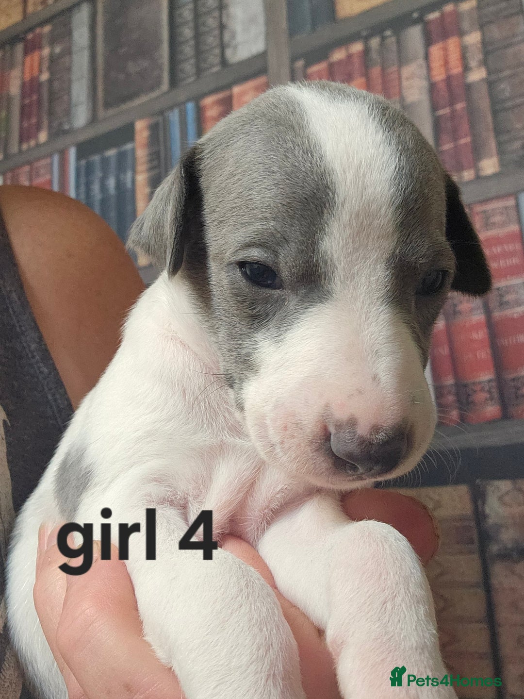 Whippet dogs for sale: Adorable KC reg Whippet Puppies - Image 5