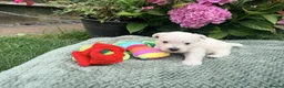West Highland Terrier dogs for sale: Gorgeous West Highland Terriers in Tonbridge - Advert 11
