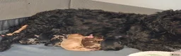 Cockapoo dogs for sale: 8 beautiful cockerpoo puppys 6 boys 2 girls in London - Advert 10
