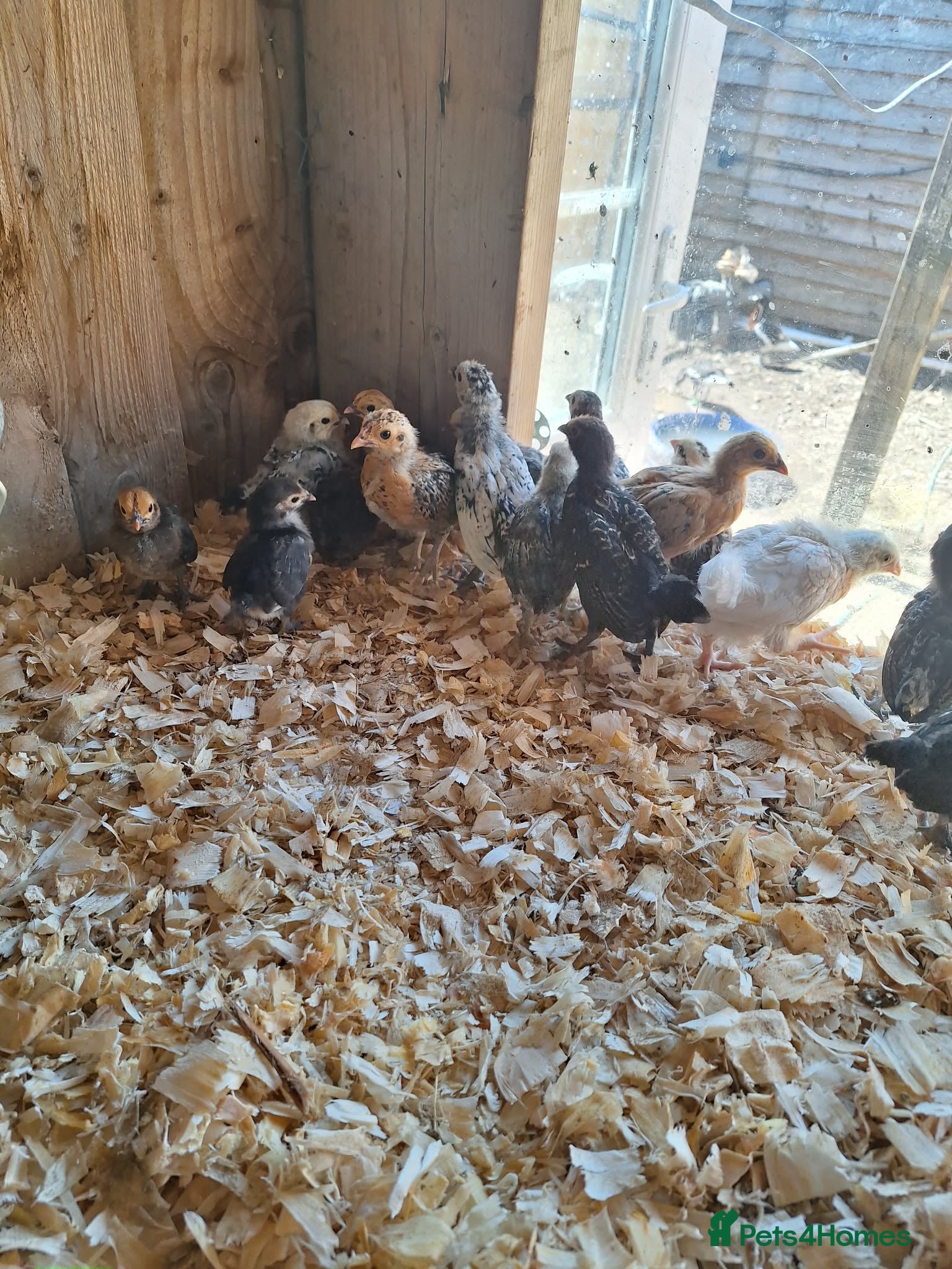 Chickens poultry Chicks - Advert 19