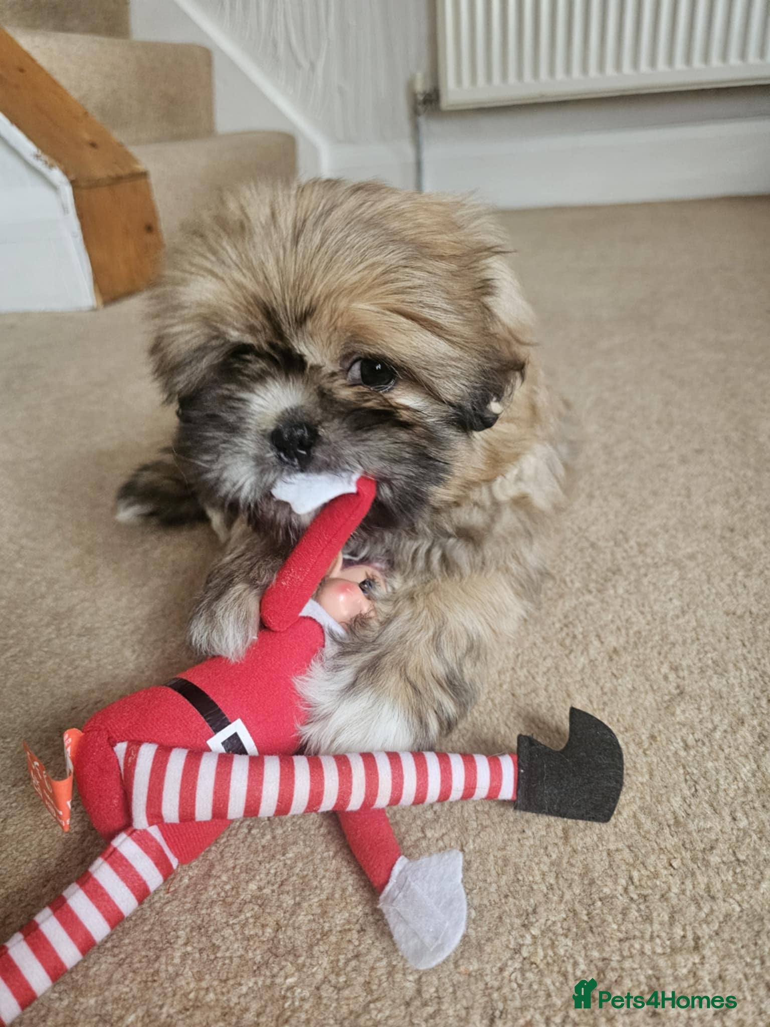 Shih Tzu dogs Shi tzu puppy  - Advert 1