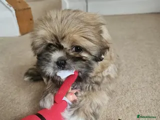 Shih Tzu dogs Shi tzu puppy - Advert 1