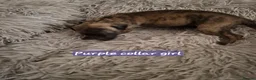 Whippet dogs for sale: Beautiful whippet puppies looking for new home in Swindon - Advert 12
