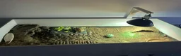 Tortoise reptiles for sale: Young Russian tortoise  - Advert 11