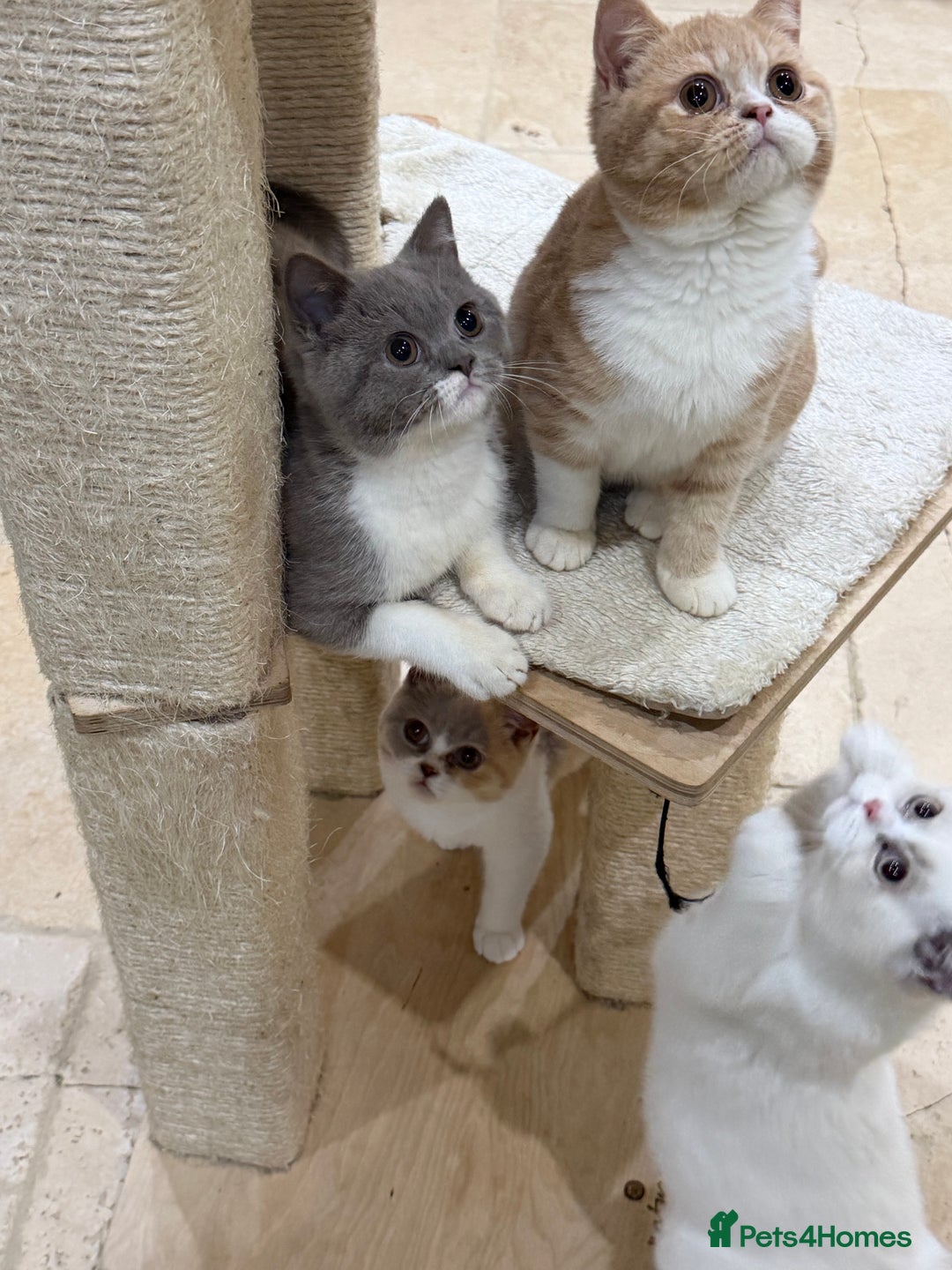 British Shorthair cats for sale: READY NOW - Full Pedigree Registered BSH kittens  - Advert 18