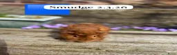 Guinea Pig rodents for sale: Gorgeous baby and young guinea pigs ready now - Advert 15