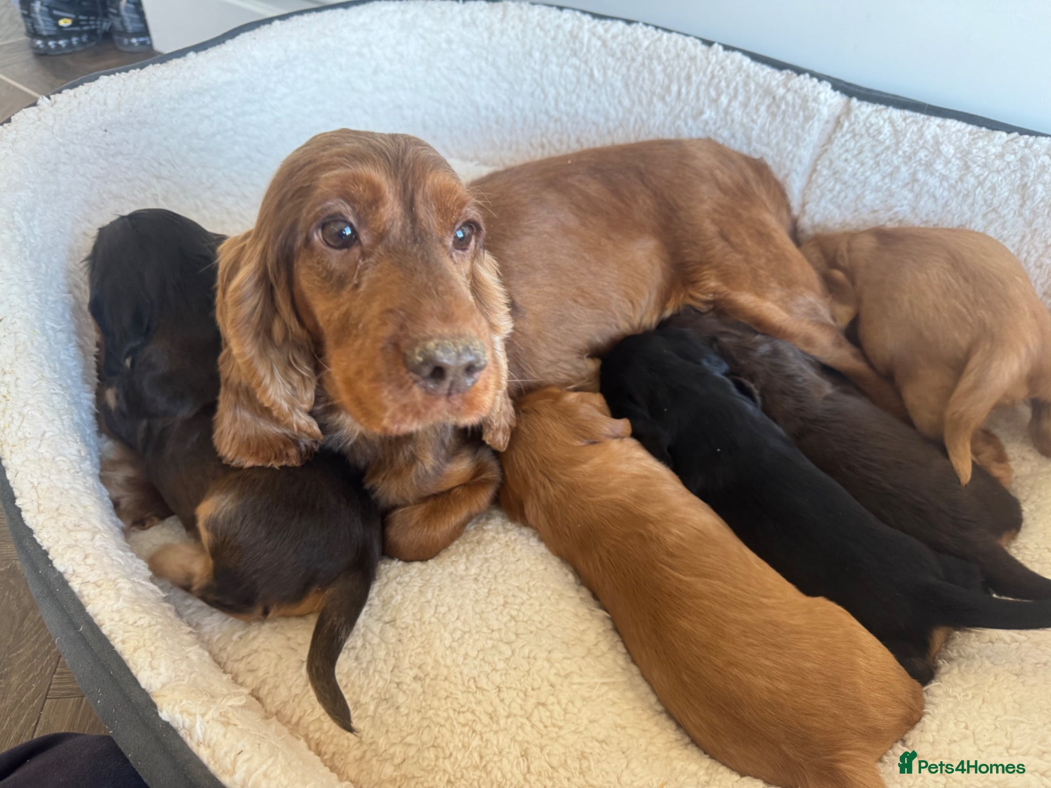 Cocker Spaniel dogs 100% SHOWTYPE KC REGISTERED HEALTH TESTED  - Advert 1