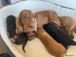 Cocker Spaniel dogs 100% SHOWTYPE KC REGISTERED HEALTH TESTED - Advert 1