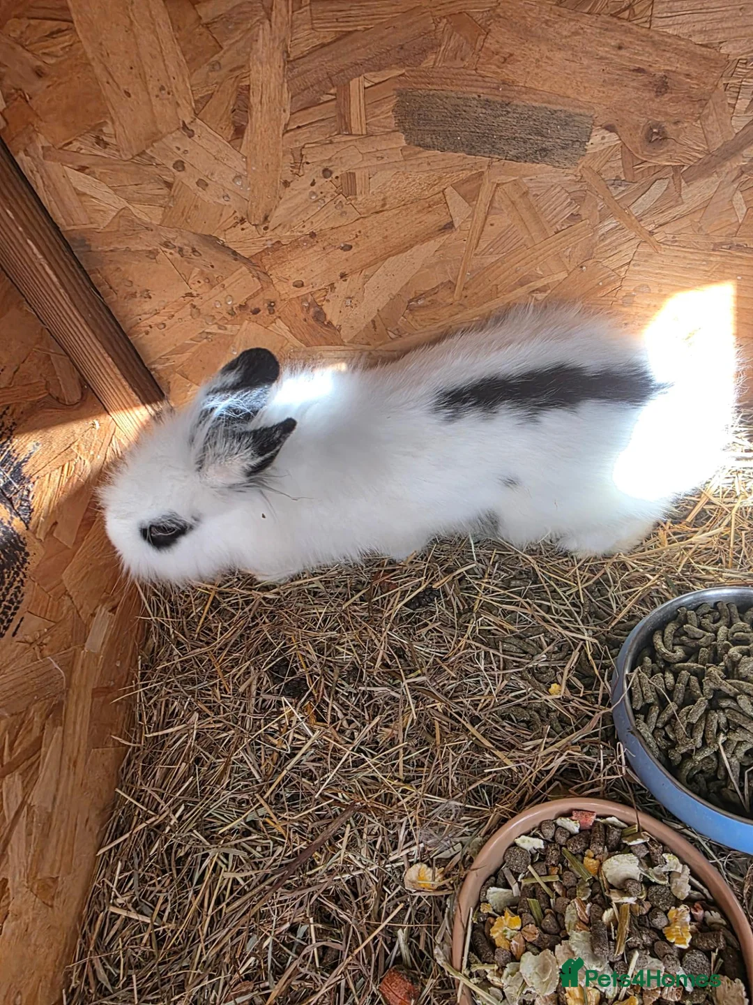 Mixed Breed rabbits for sale: Bunnies in Boldon Colliery - Advert 24