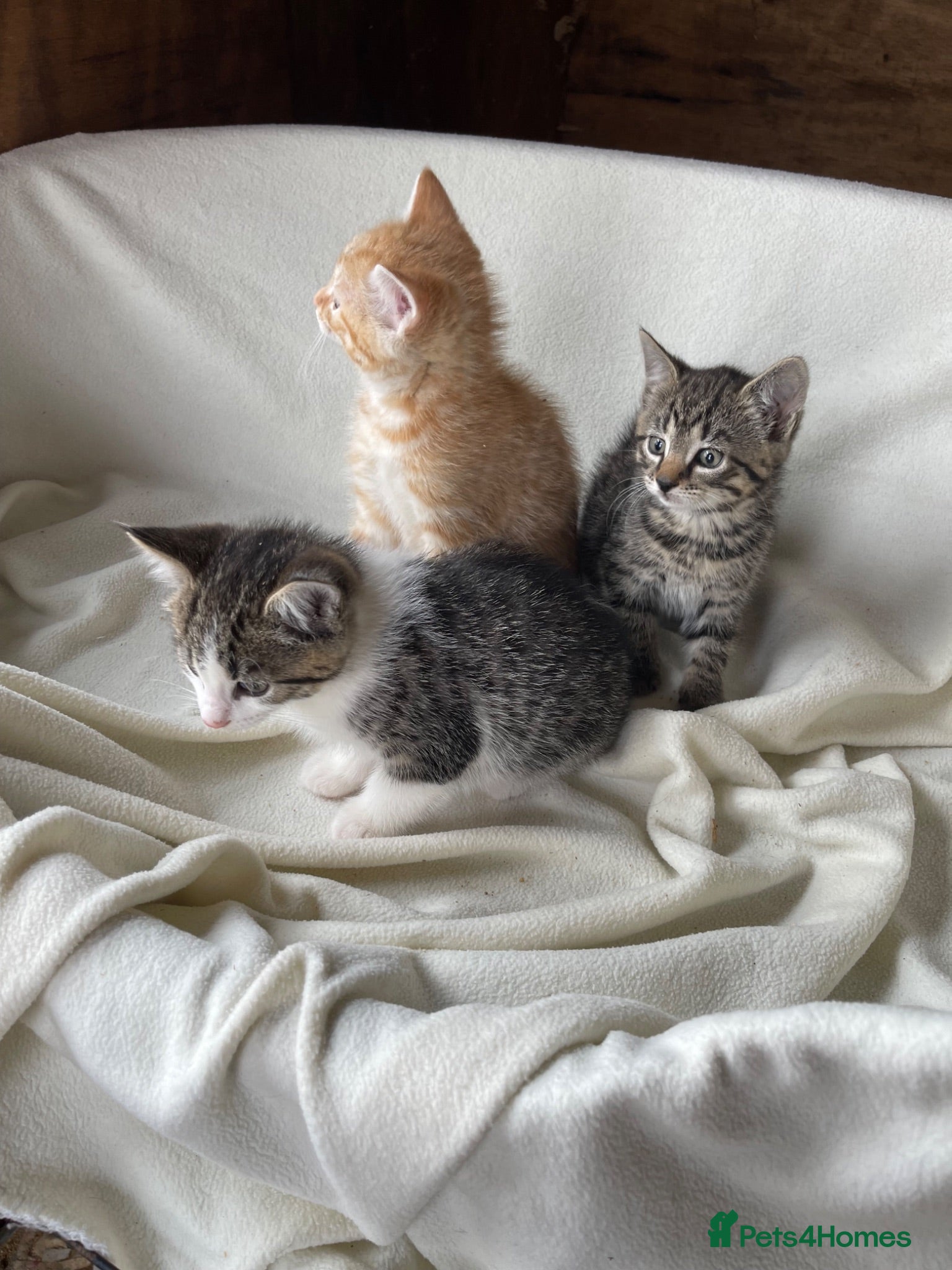 Mixed Breed cats Kittens for sale  - Advert 1