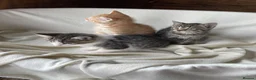 Mixed Breed cats for sale: Kittens for sale  - Advert 1