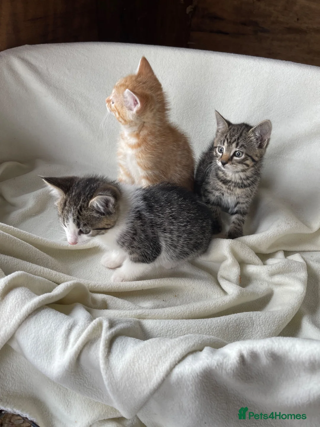 Mixed Breed cats for sale: Kittens for sale  - Advert 1
