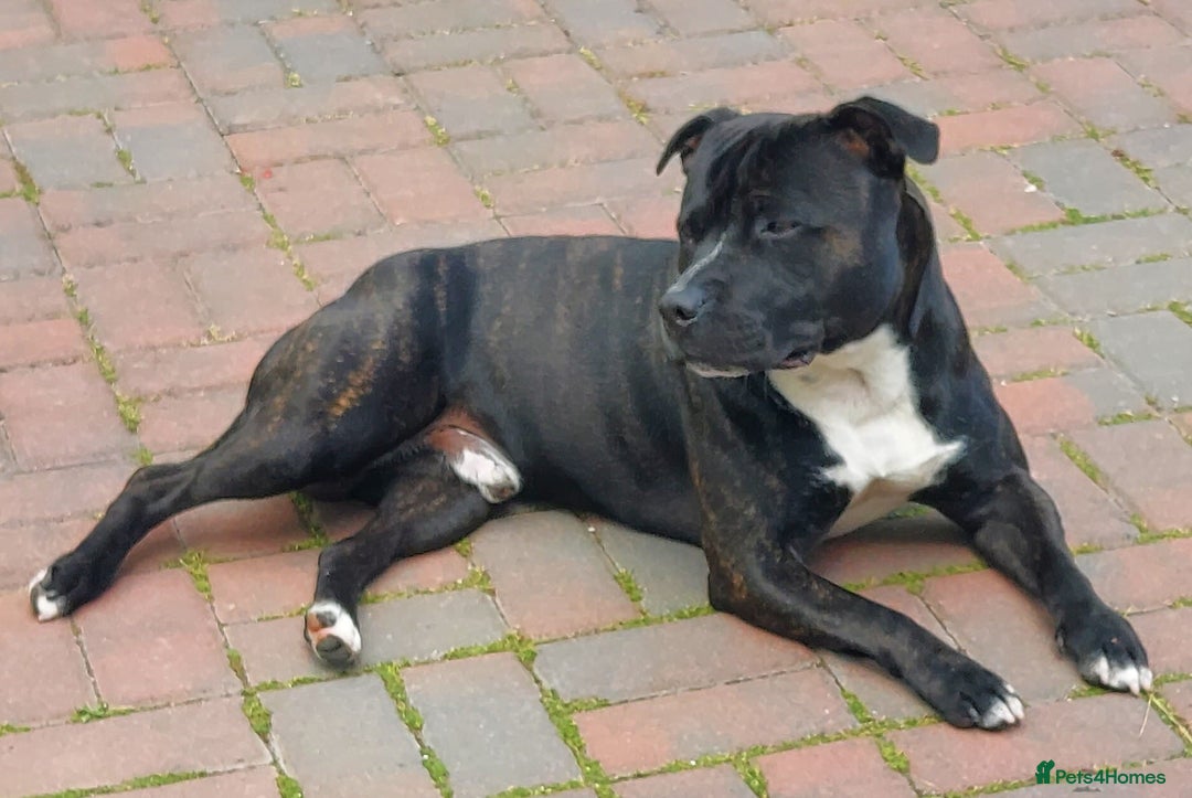 Staffordshire Bull Terrier dogs for stud: Hulk  - Image 2