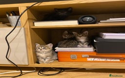 Mixed Breed cats for sale: Four gorgeous kittens  - Image 4