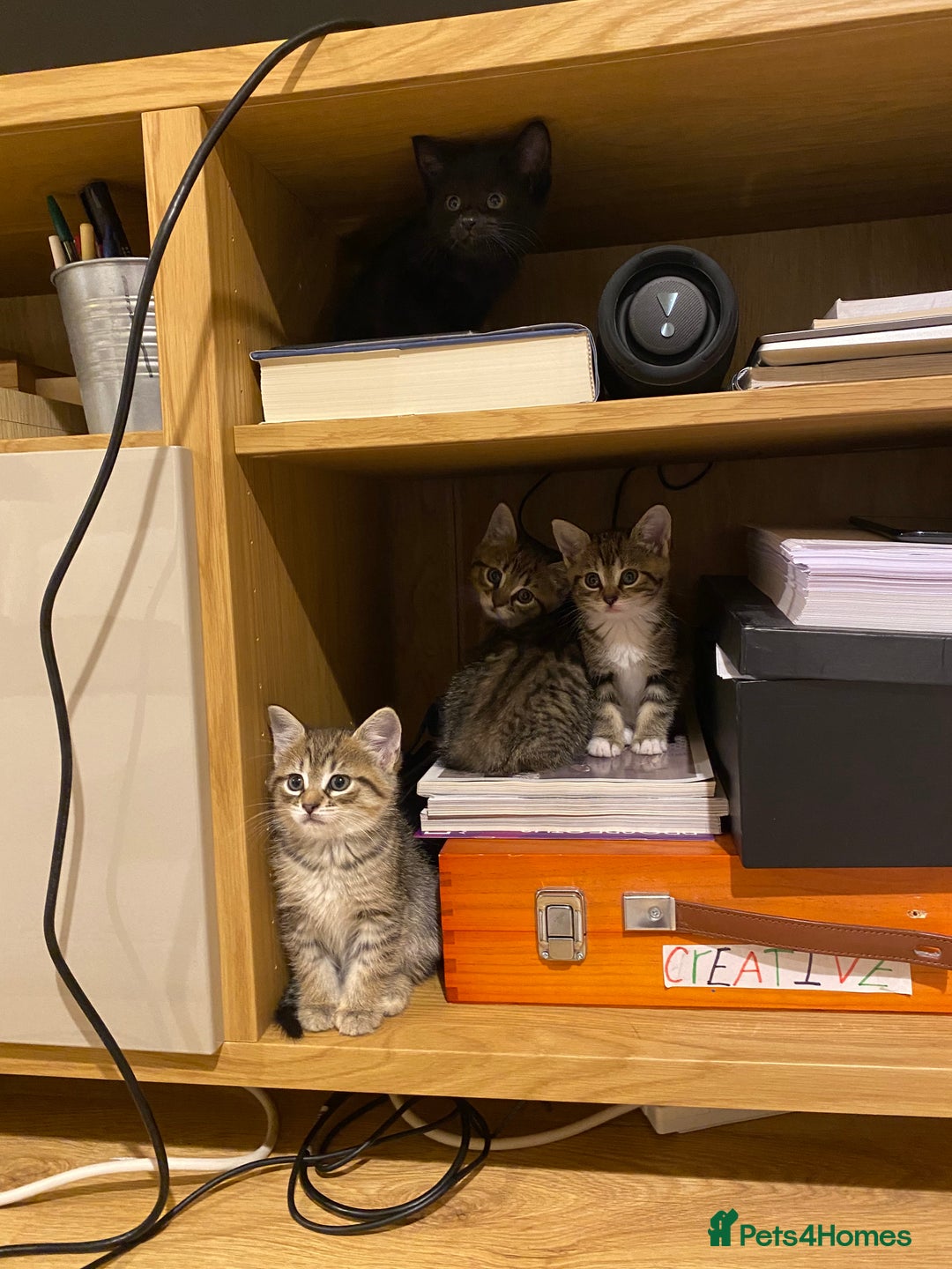 Mixed Breed cats for sale: Four gorgeous kittens  - Image 4