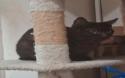 Mixed Breed cats for sale: Tabby kittens - Advert 4