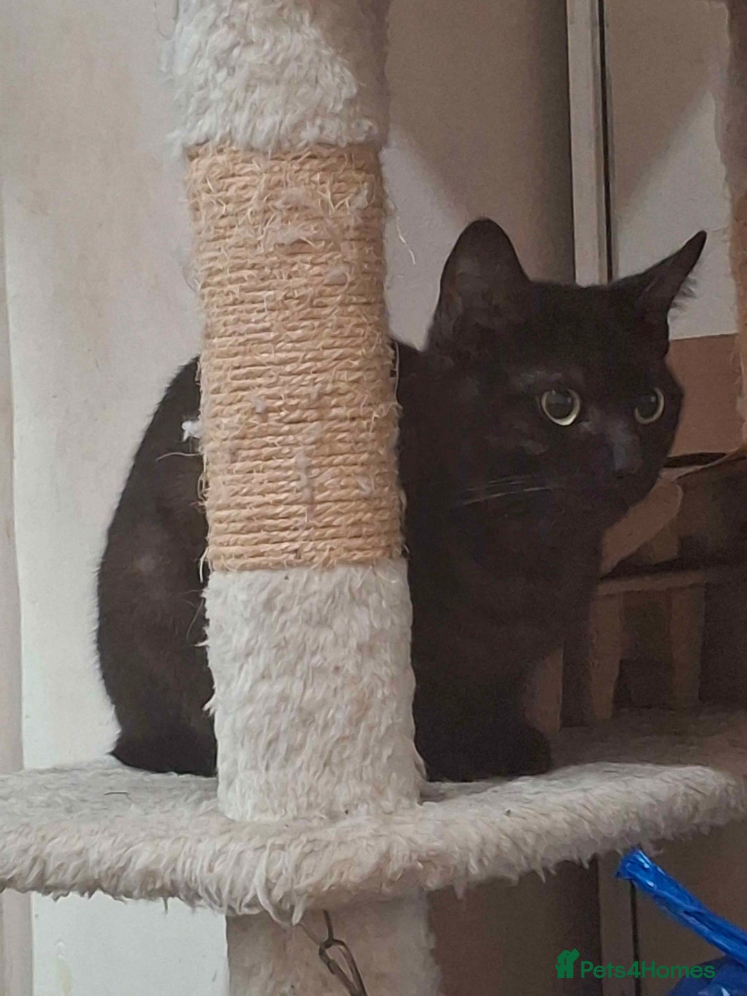 Mixed Breed cats for sale: Tabby kittens - Advert 4