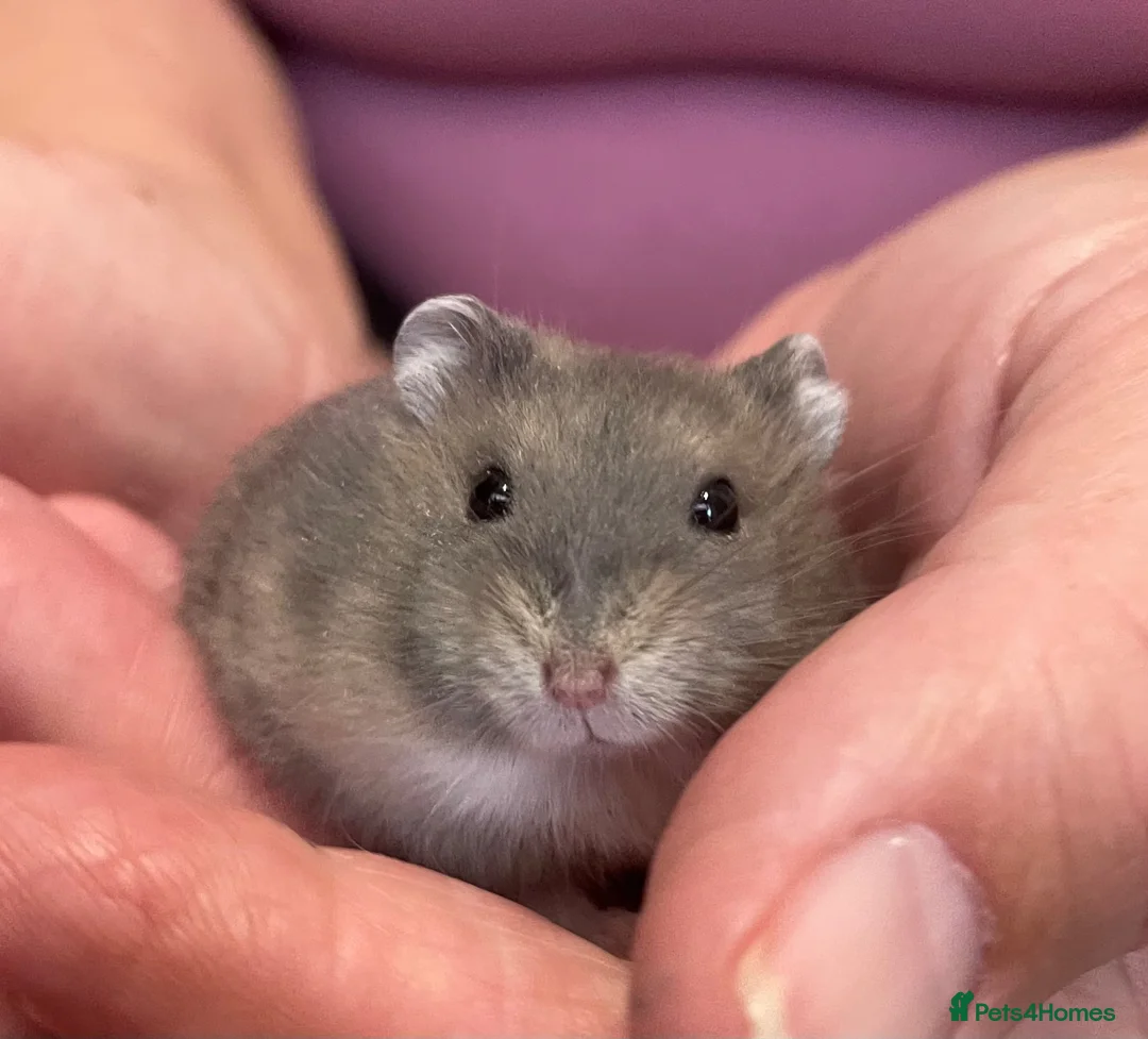 Hamster rodents for sale: Baby Winter White Russian hamsters (pure bred). - Advert 1