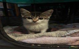 Mixed Breed cats for sale: Mixed breed kittens. Ready for homes. - Advert 4