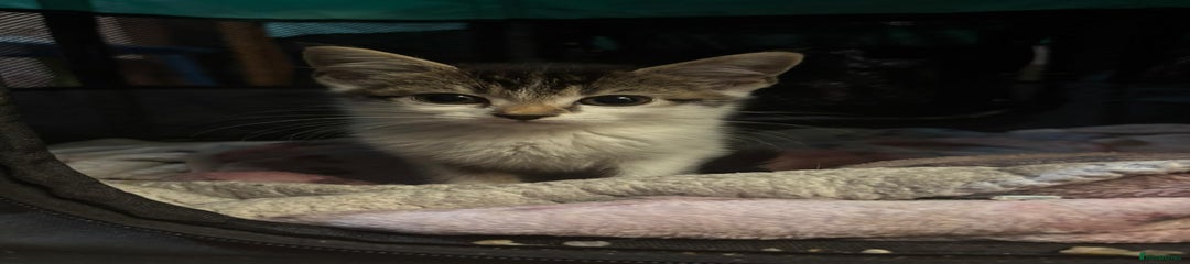 Mixed Breed Kitten 2