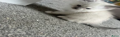 Ragdoll 5