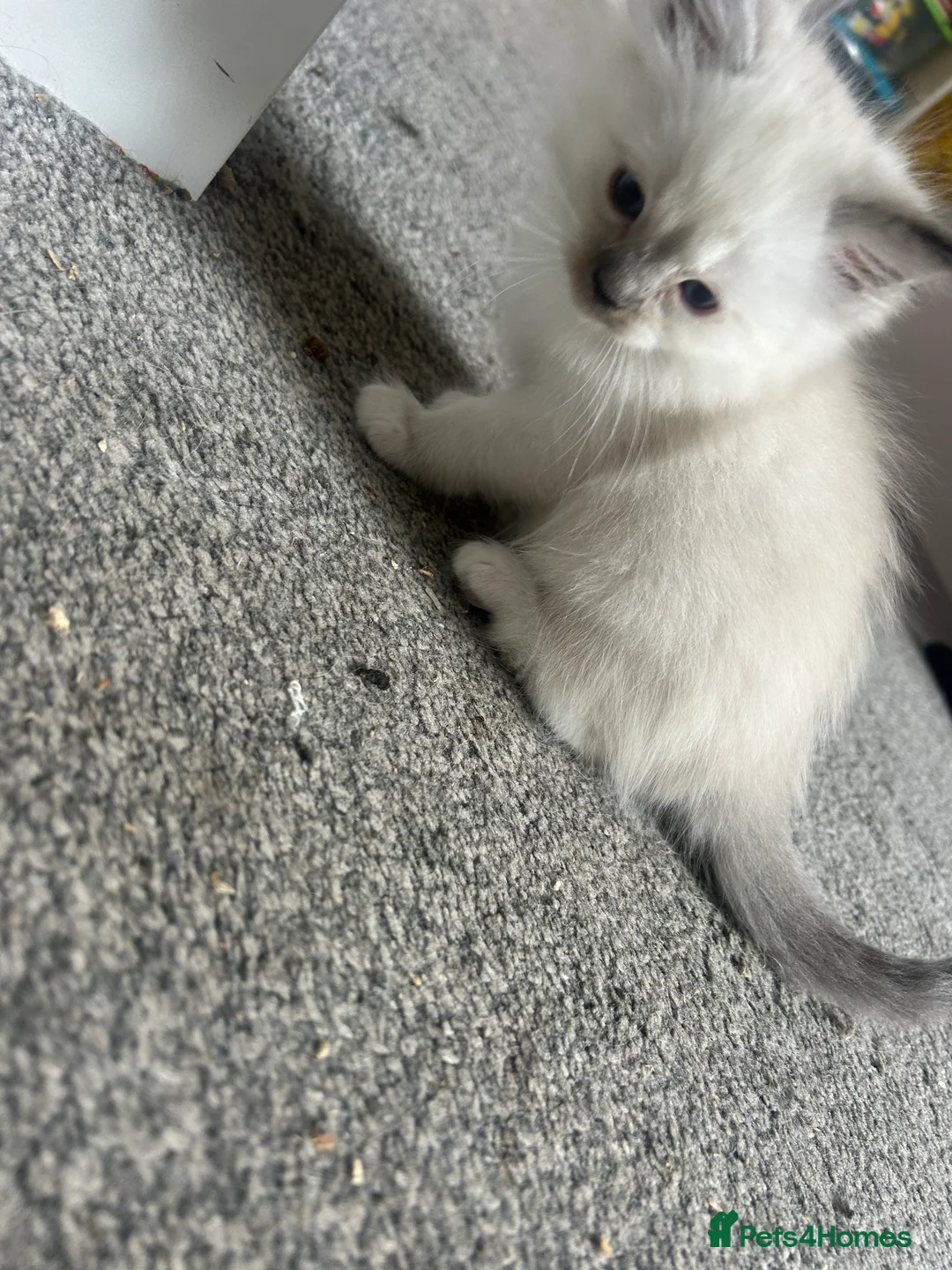 Ragdoll cats for sale: Blue and tortie mixed ragdoll litter  - Advert 2