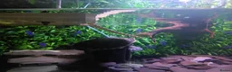 Turtle reptiles for sale: 3 Missisipi turtle for sale in Doncaster - Advert 5