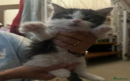 Mixed Breed cats for sale: 9 gorgeous kittens - Image 2
