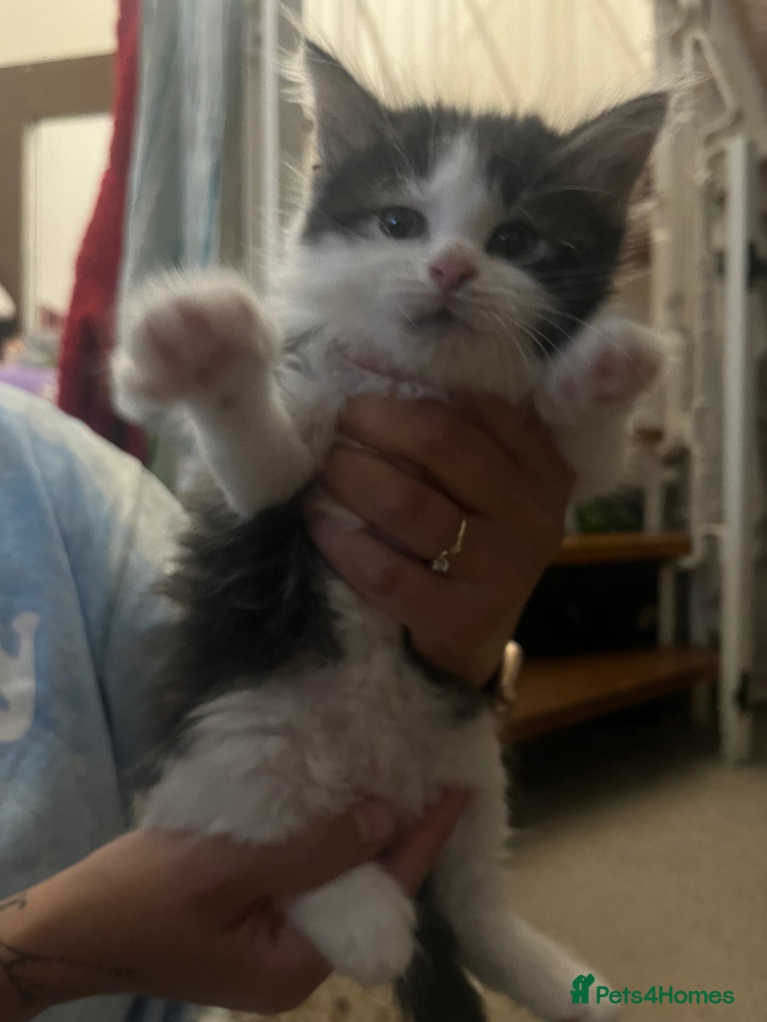 Mixed Breed cats for sale: 9 gorgeous kittens - Image 2