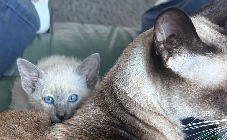 Siamese cats - Advert 1