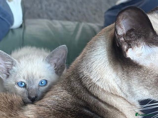 Siamese cats - Advert 5