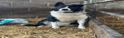 Border Collie dogs for sale: Last collie bitch pup  - Advert 2