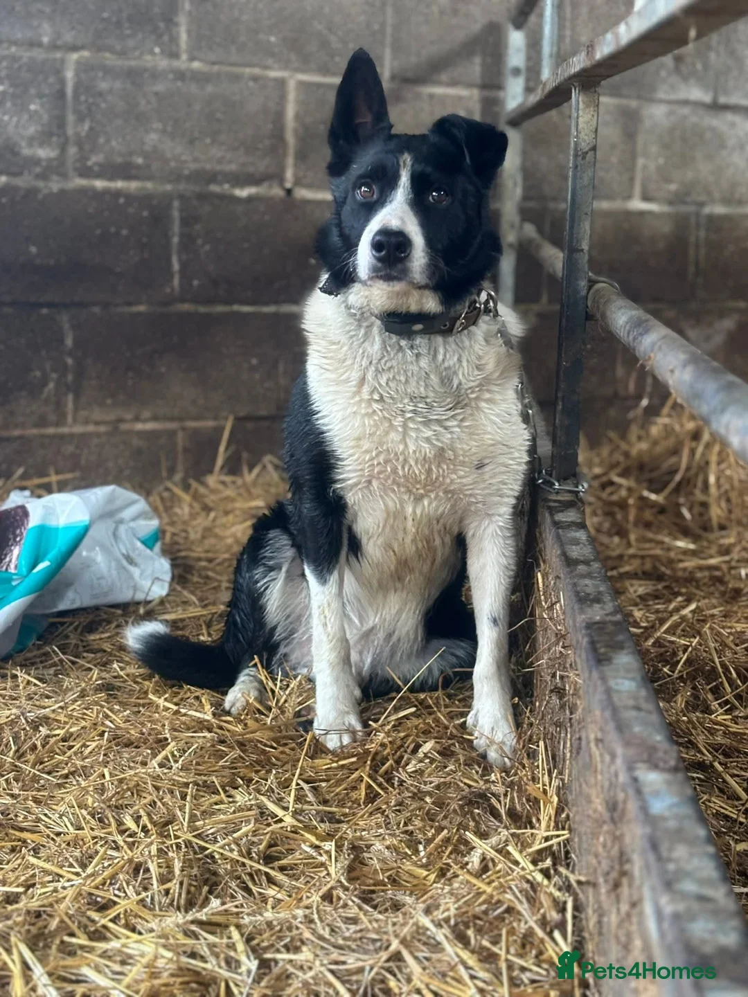 Border Collie dogs for sale: Last collie bitch pup  - Advert 2