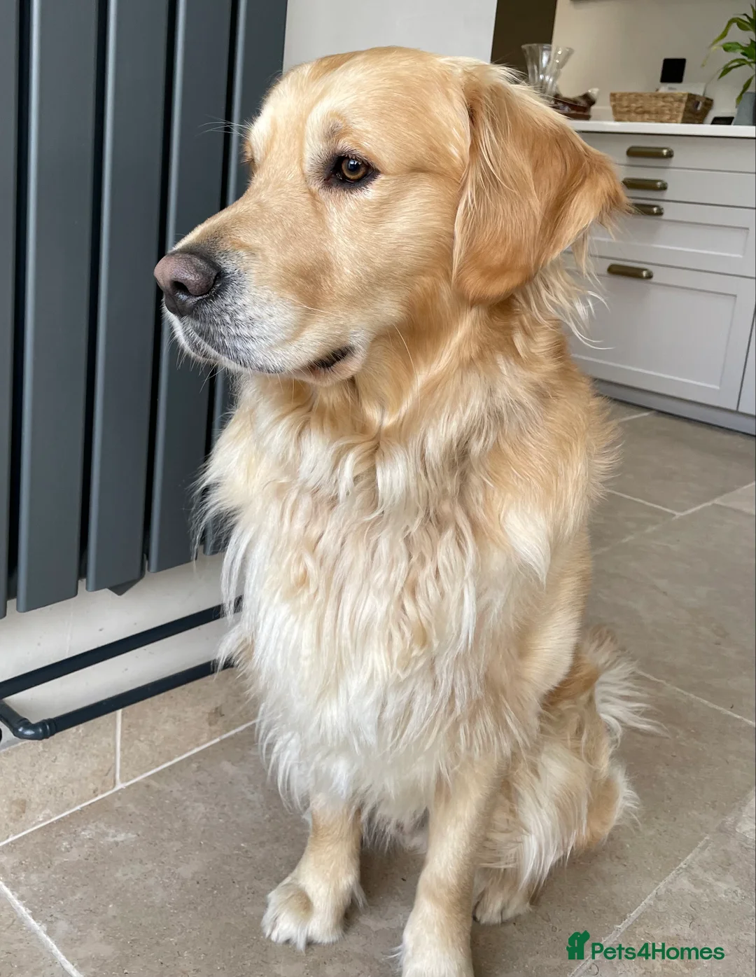 Golden Retriever dogs for stud: Available for stud in Coalville - Advert 8
