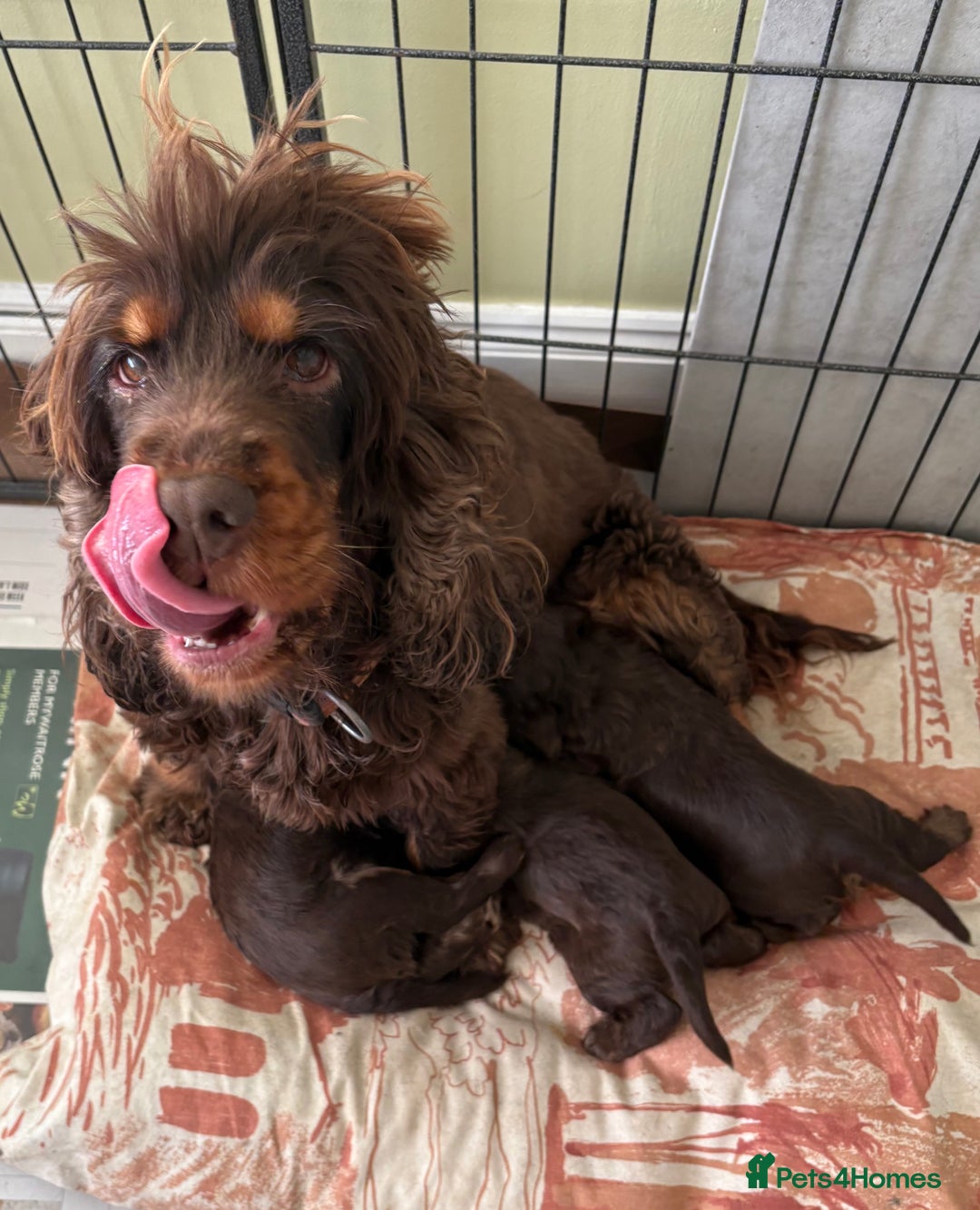 Cocker Spaniel dogs for sale: Beautiful KC English Show Cocker pups. - Advert 7