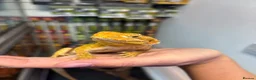 Bearded Dragon reptiles for sale: FEMALE yellow blue bar  - Advert 2