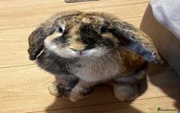 French Lop rabbits for sale: Gizmo and Della  - Image 8