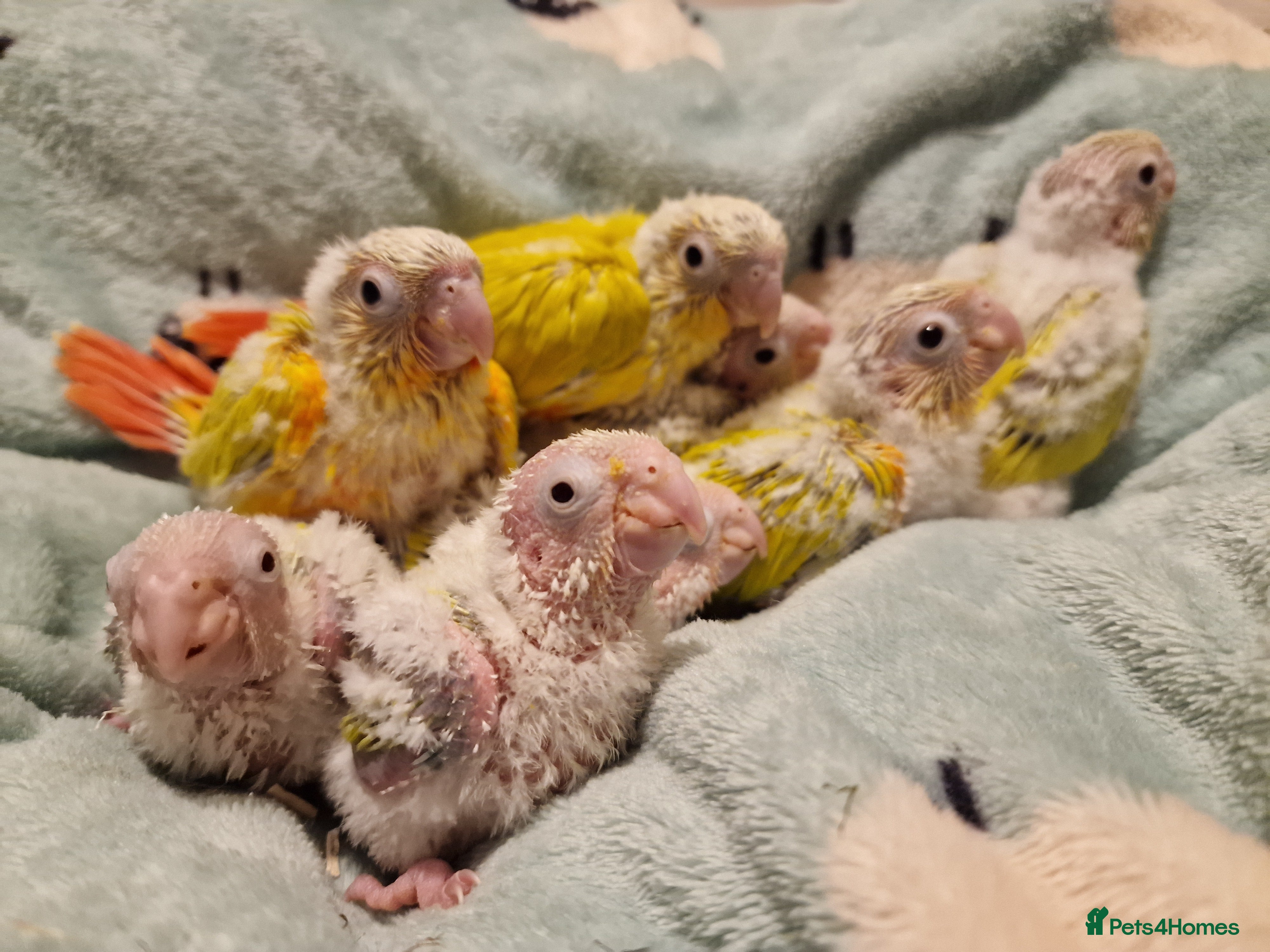 Conures birds Beautiful fully hand reared conure baby's  - Advert 1