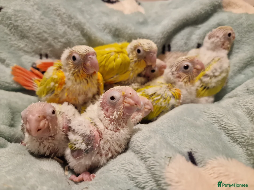 Conures birds for sale: Beautiful fully hand reared conure baby's  - Advert 12