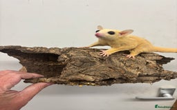Sugar Glider rodents for sale: Baby sugar gliders  - Image 6