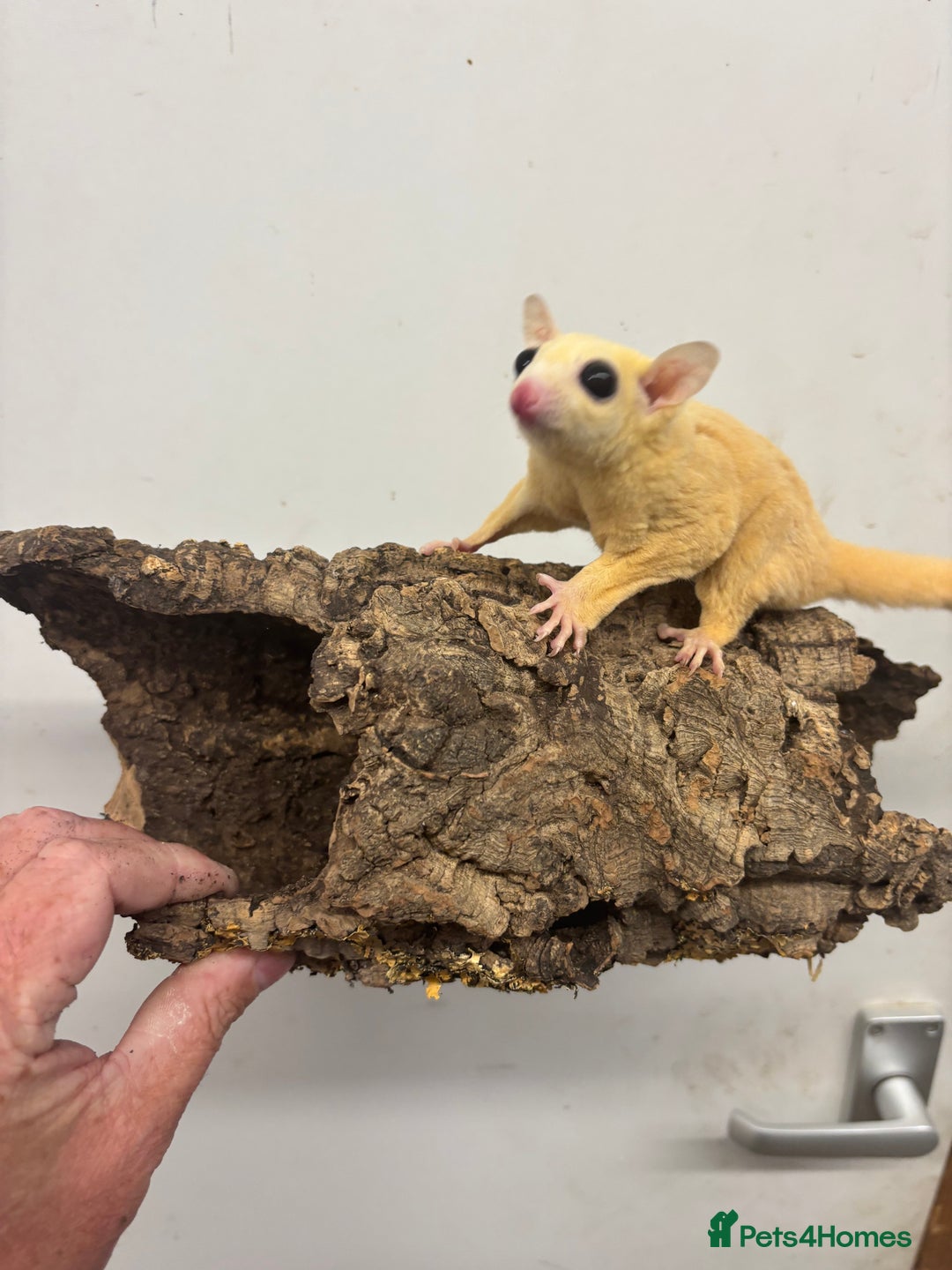 Sugar Glider rodents for sale: Baby sugar gliders  - Image 6