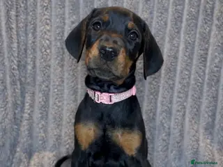 Dobermann dogs Top KC Registered Doberman Pups! 🩷Last 3 Girls!🩷 - Advert 7