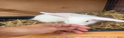 Mixed Breed rabbits for sale: Lion lop babies for sale  - Advert 8