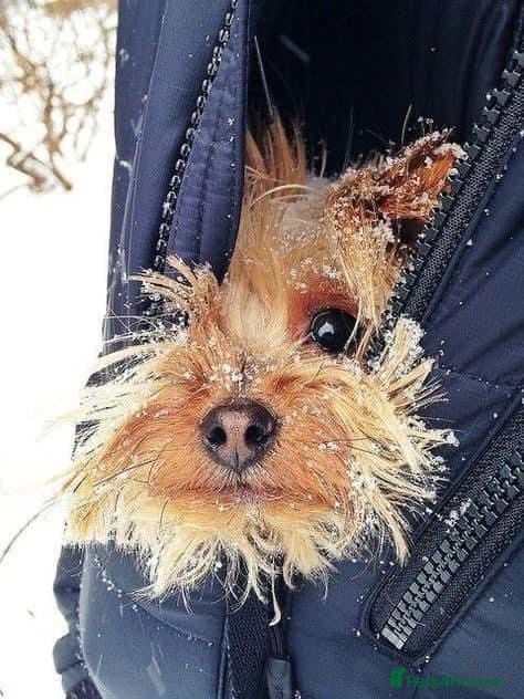 Morkie dogs for sale: Morkies <3 5 gorgeous puppies  - Advert 1